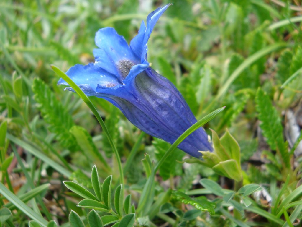 Gentiana clusii (Gentianaceae)